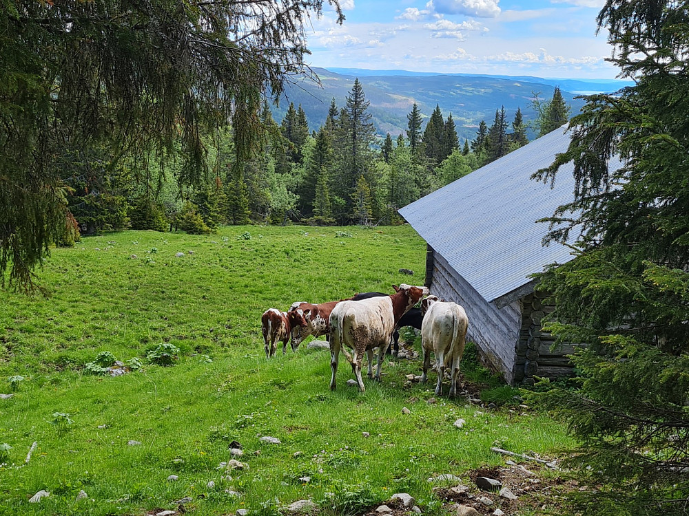 Ved det gamle fjøset på Evenhaugsetra