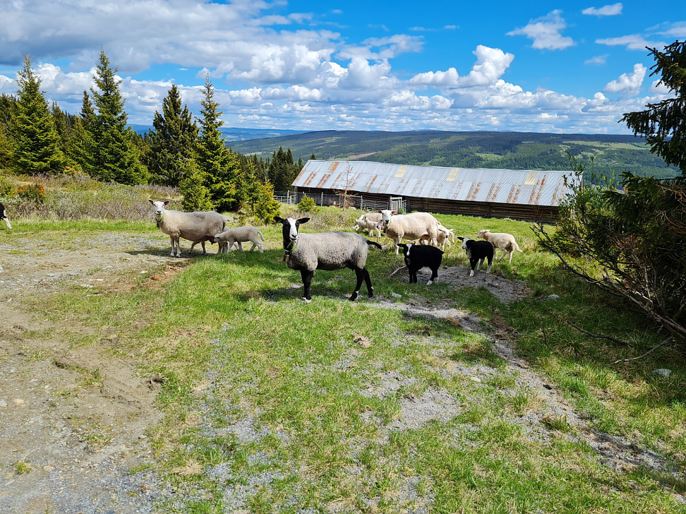 Sauer ved Liersetra