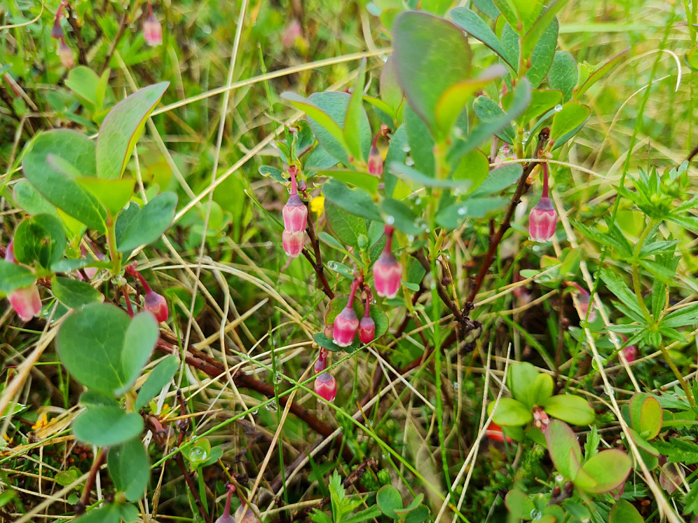 Skinntryte/Blokkebær