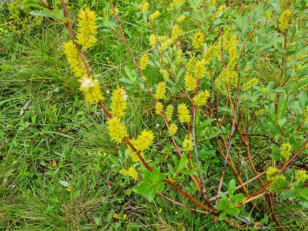Bleikvier, Salix hastata, på Nysetra