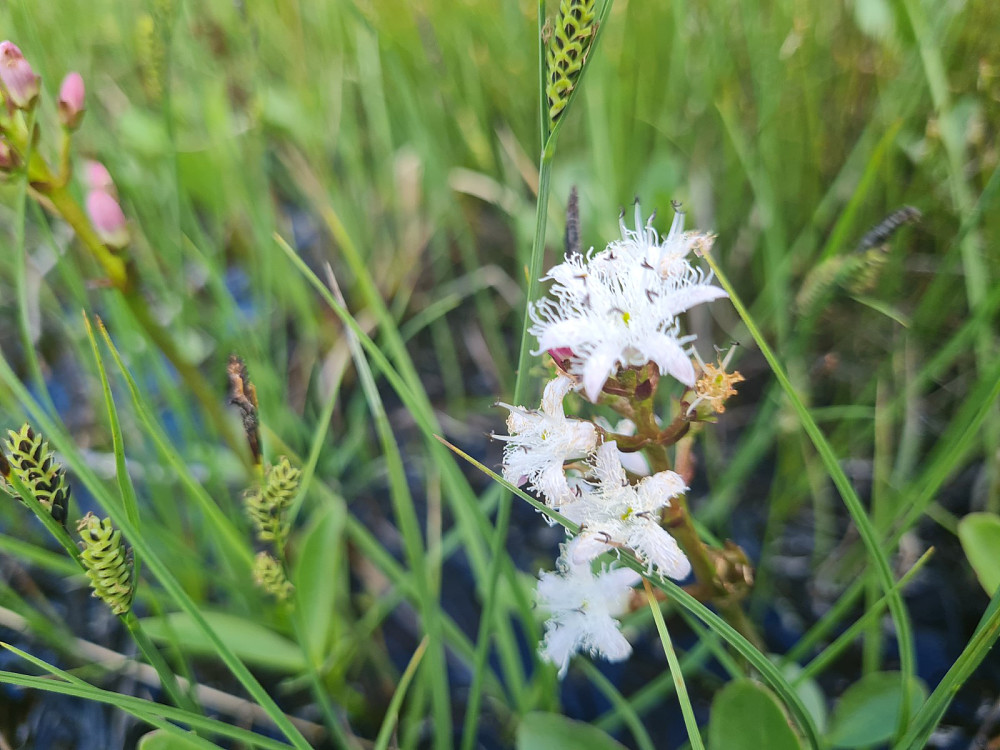 Bukkeblad og slåttestarr, Carex nigra nigra
