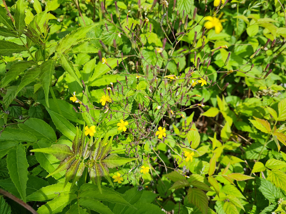 Skogsalat, Mycelis moralisme (Lactuca muralis