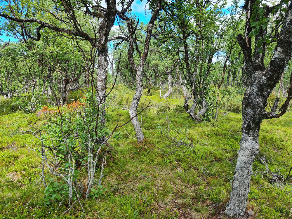 Storhaugen, 1068 moh