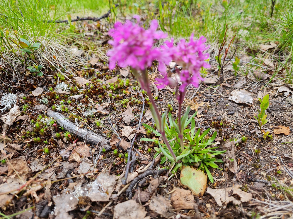 Fjelltjæreblomst