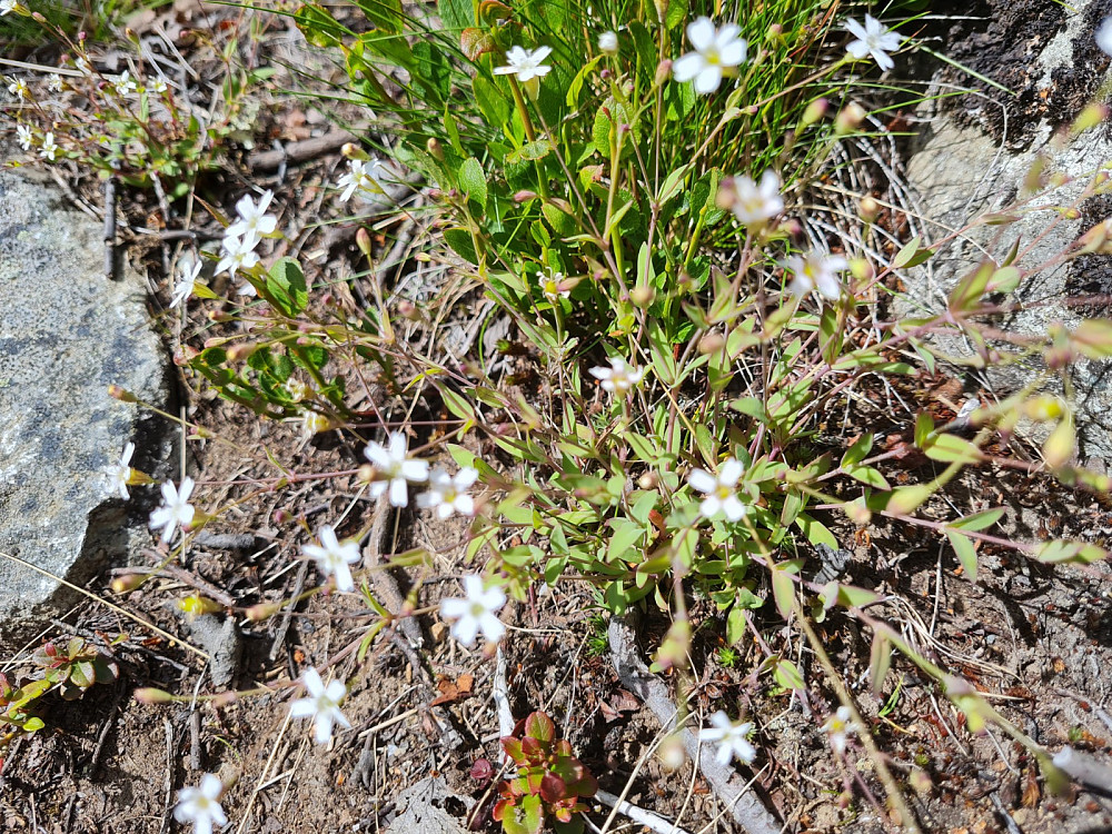 Småsmelle, Atocion rupestris, (Silene rupestris