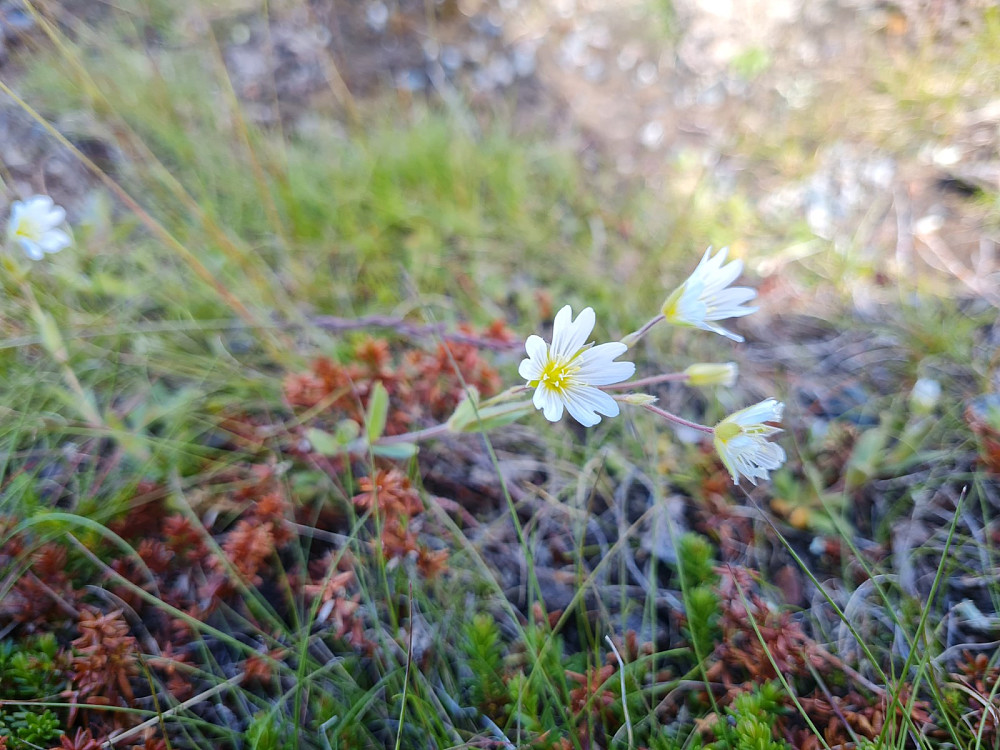 Grå fjellarve, Cerastium alpinum alpinum