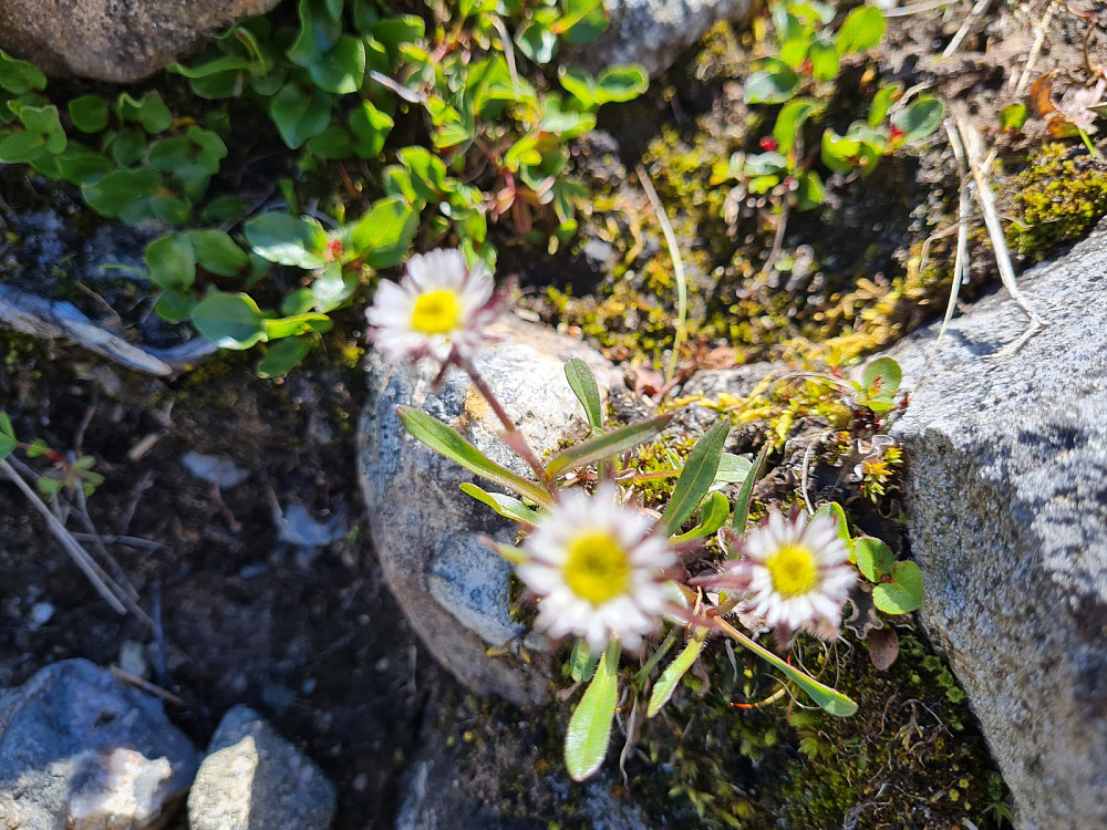 Snøbakkestjerne, Erigeron uniflorus