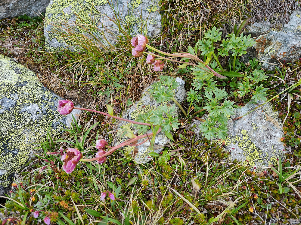 Issoleie