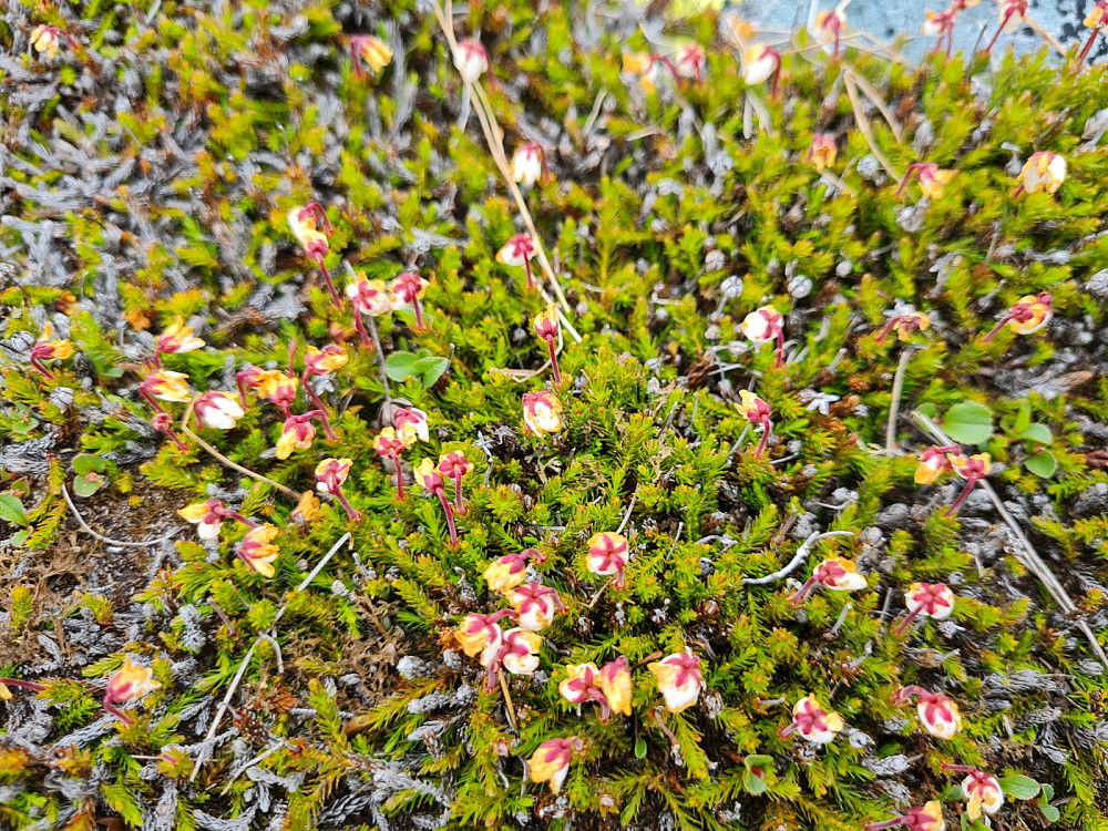 Moselyng, Harrimanella hypnoides