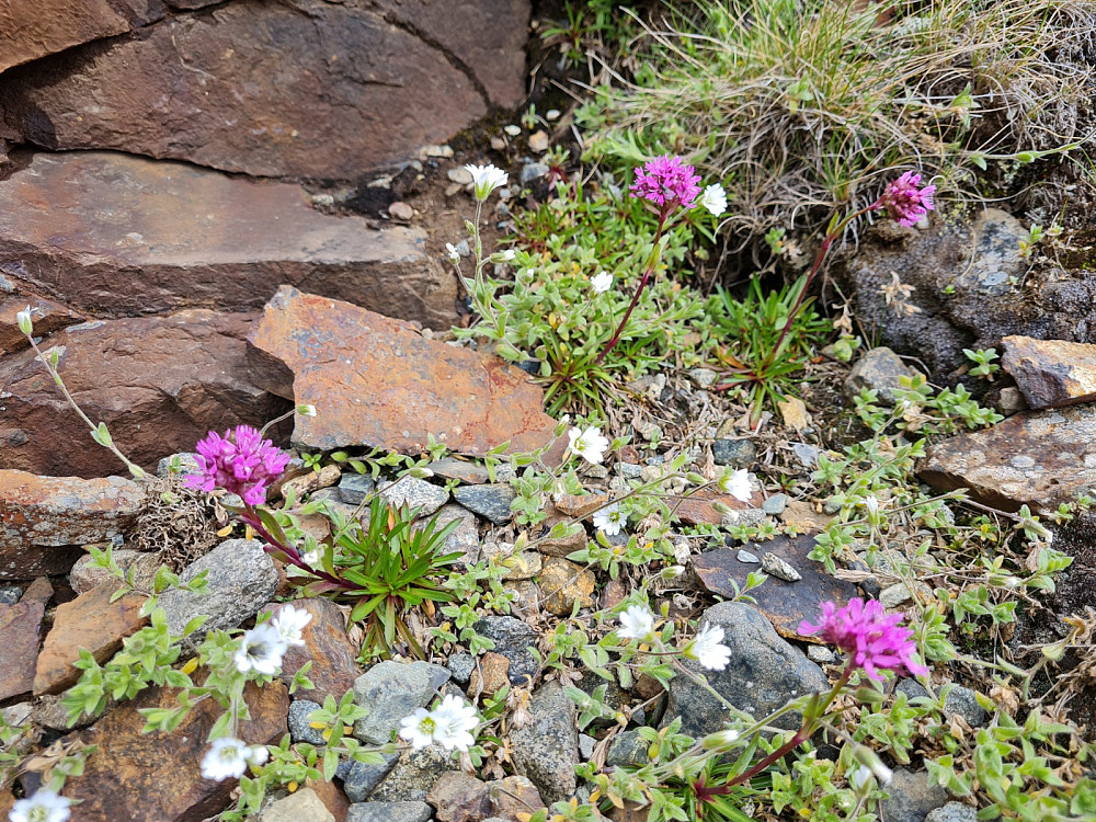 Fjelltjæreblom og Ullarve (fjellarve), cerastium alpinum lanatum