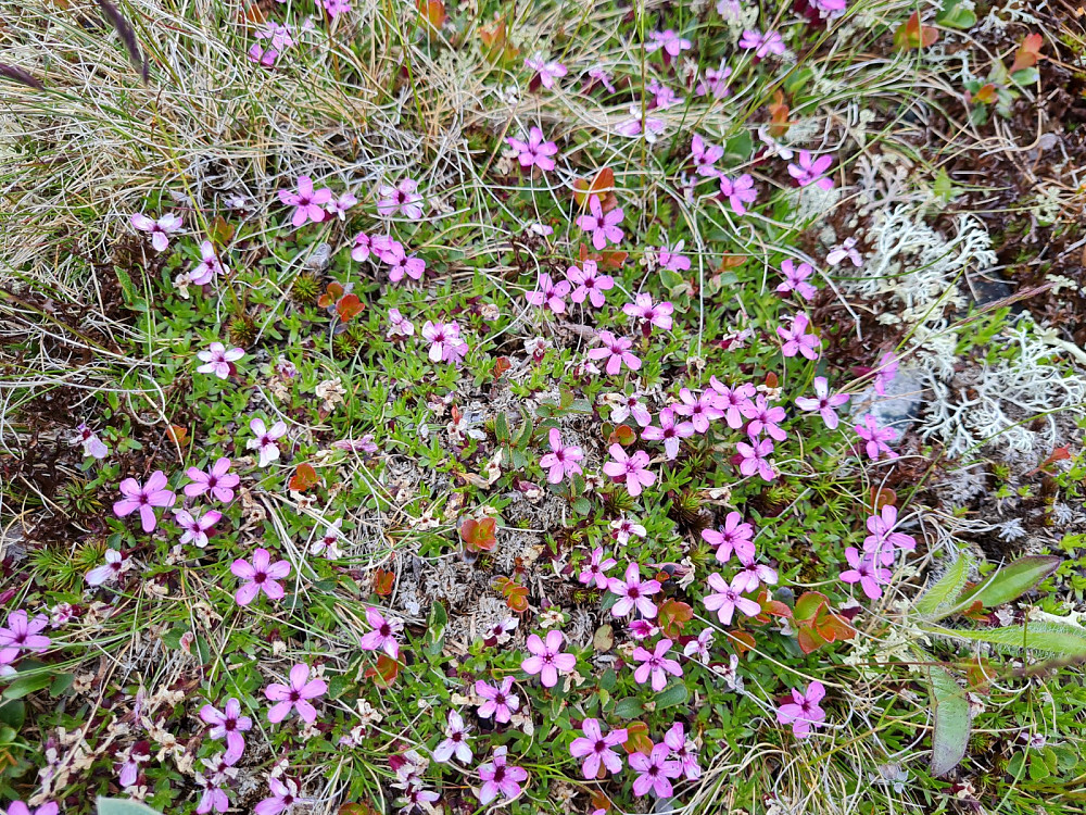 Fjellsmelle
