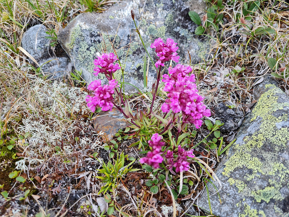 Fjelltjæreblom