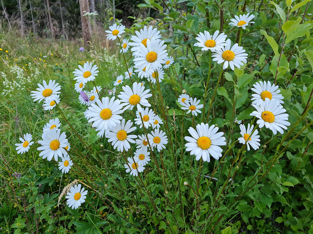 Prestekrager ved Djupåbrua