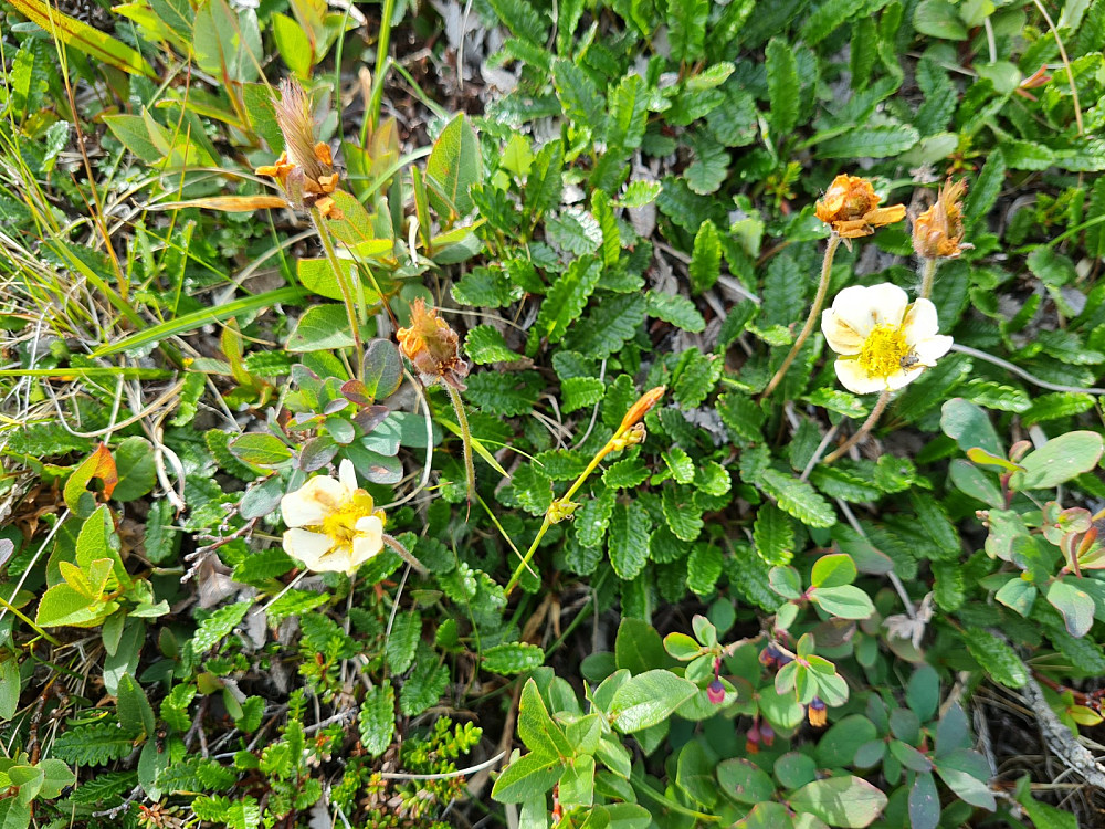 Reinrose