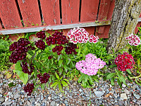 repelo_20220731_62e65de786e0d.jpg