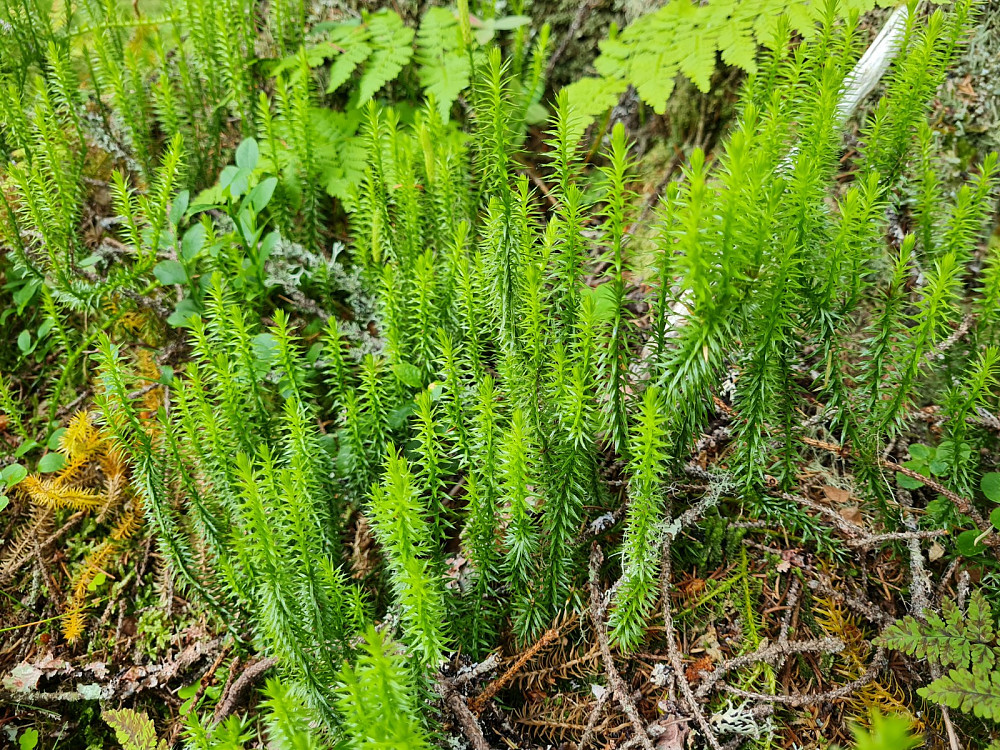 Stri kråkefot (skogkråkefot), Lycopodium annotinum annotinum