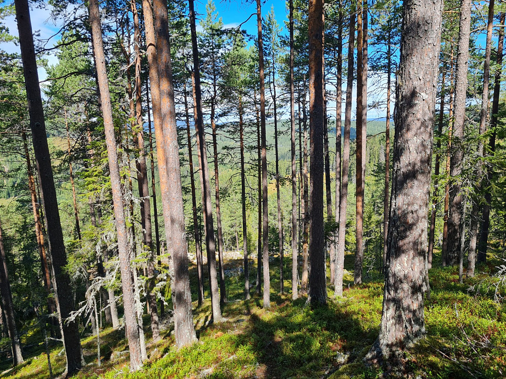 På Rundhaugen