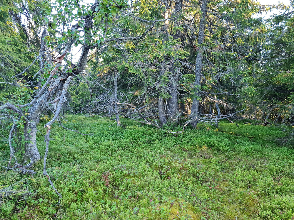 På Veslehaugen 932 moh