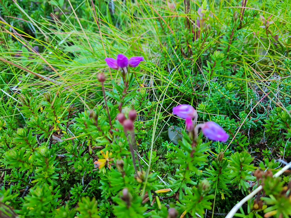 Blålyngen blomstrer fortsatt