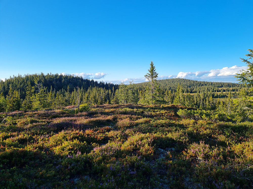 På Østre Veslehaugen, mot Storhaugen og Grøtåshaugen