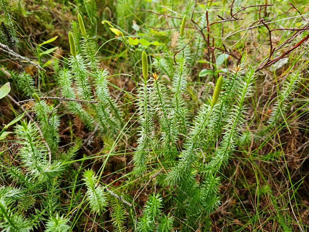 Skogkråkefot, Lycopodium annotinum