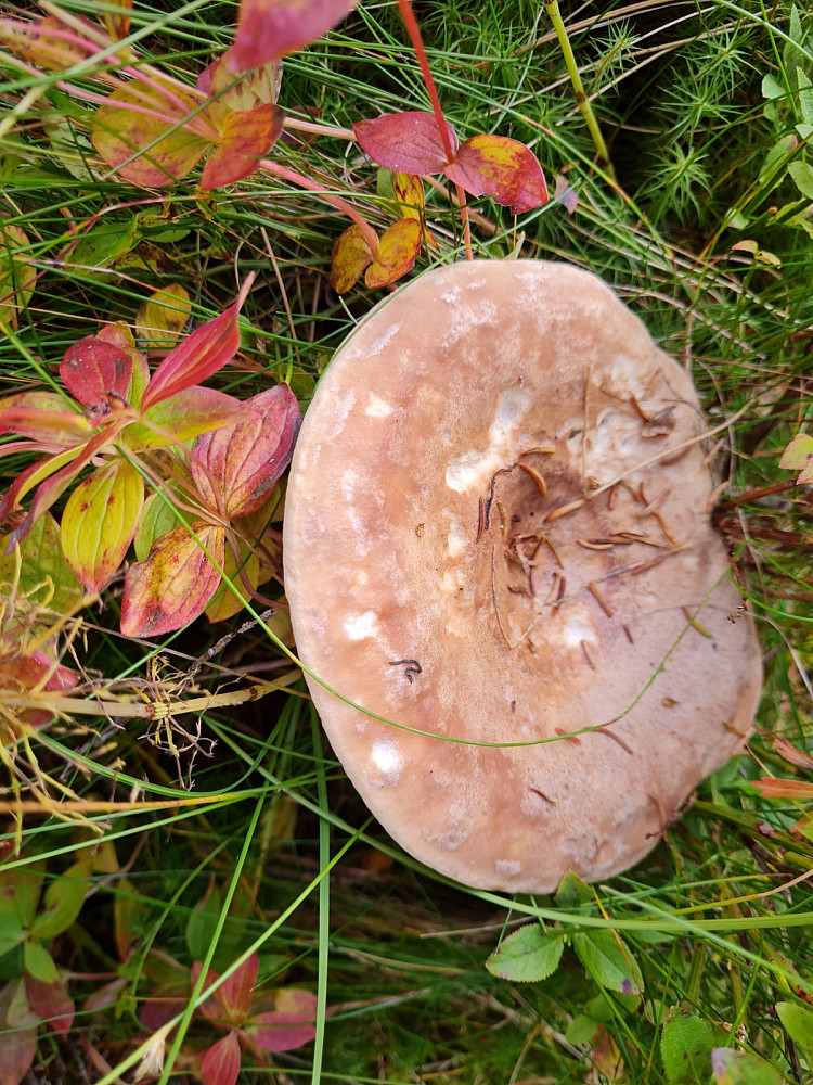 Hulriske, Lactarius trivialis