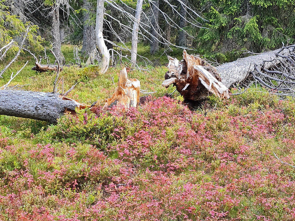 Storseterhøgda