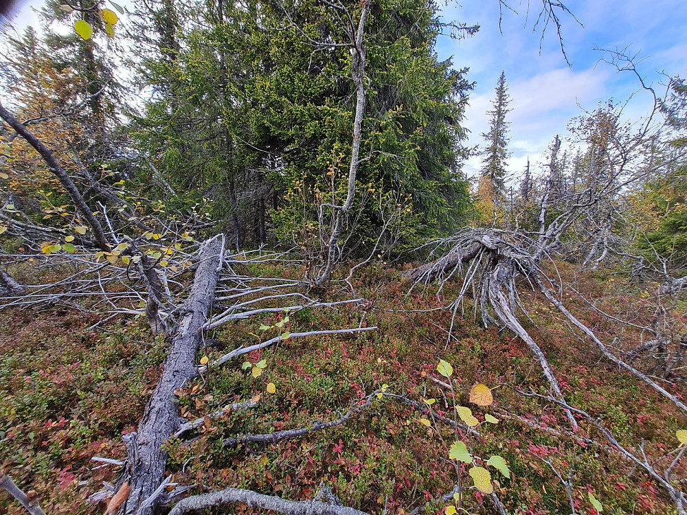 Klininggrautseinhaugen