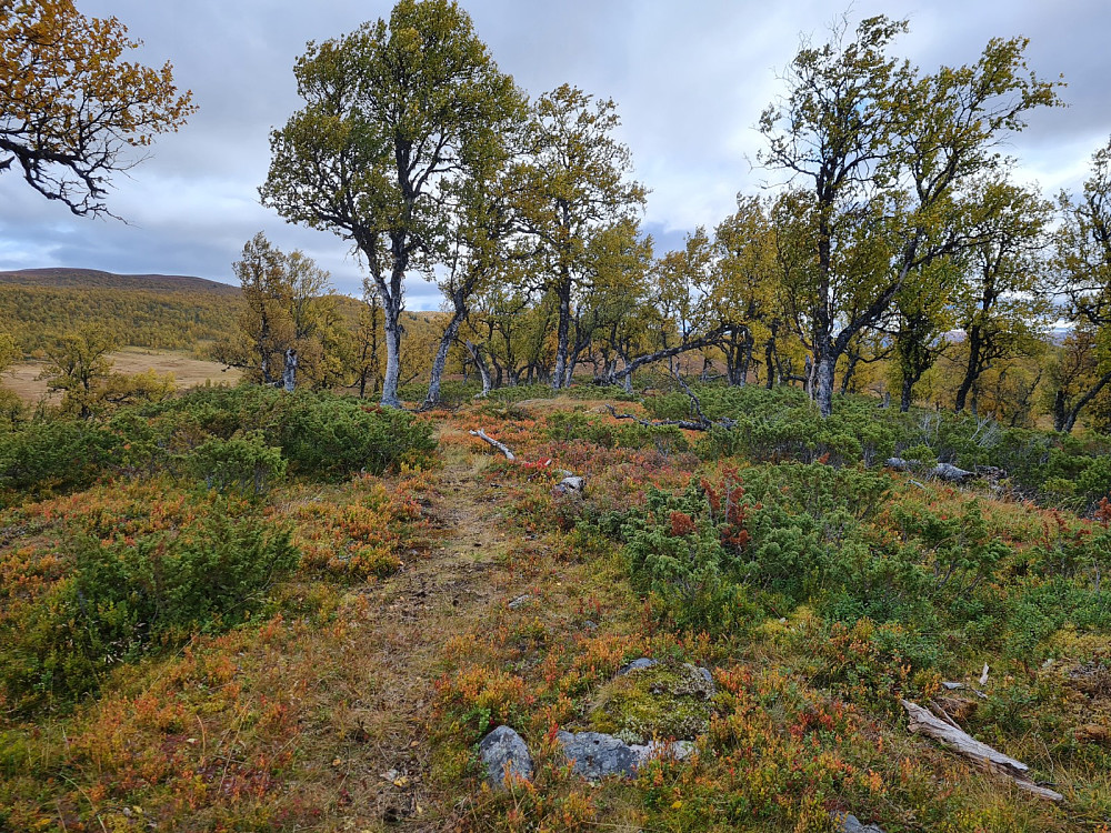 På Vestre Liomseterhaugen 973 moh