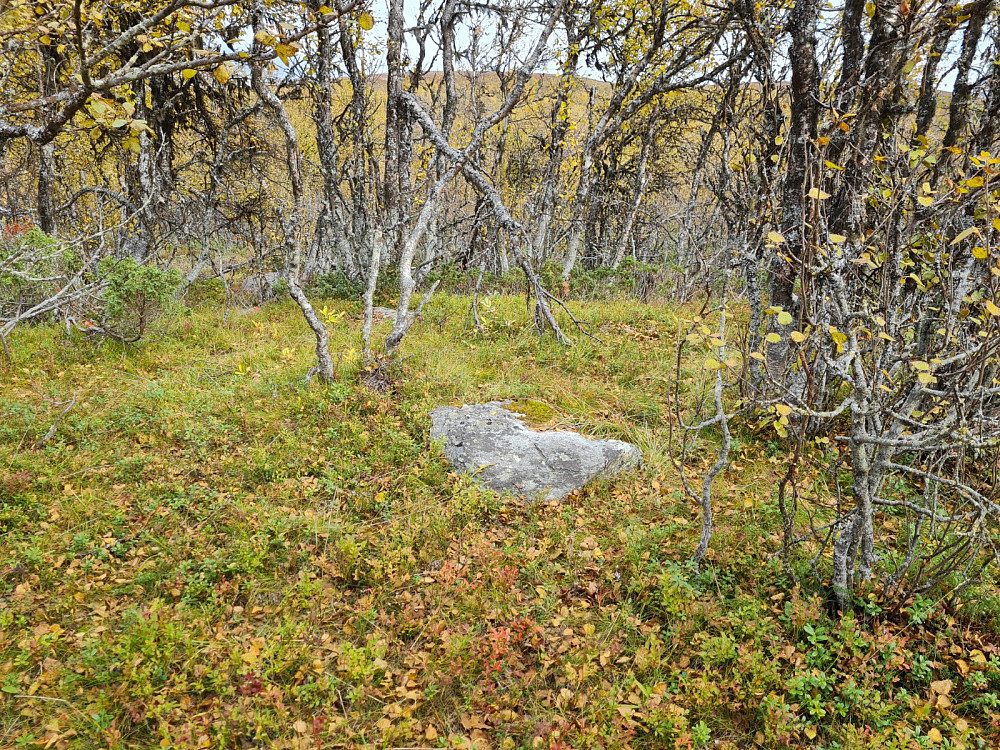 På Nordre Suluhø fortopp, 1037 moh