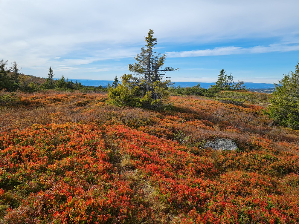 Gulrandtjernhaugen
