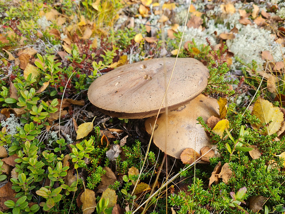 Forvokste brunskrubber, Leccinum scabrum