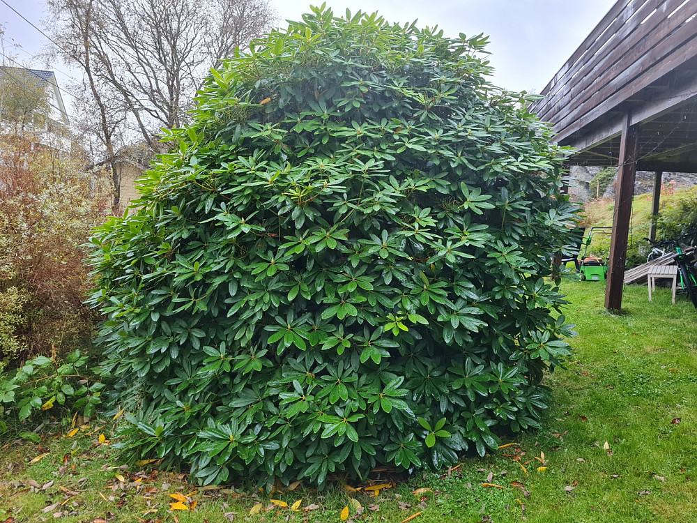 Rhododendron i Hagen på Hovestølen