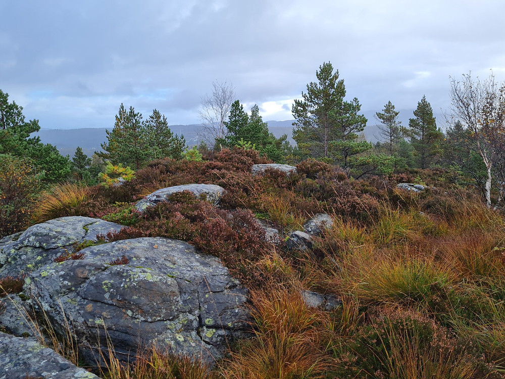 Midtfjellet
