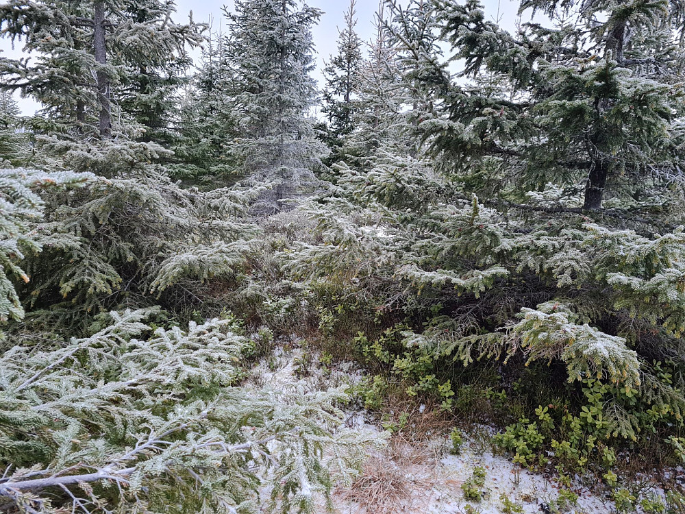 Kollummyrhaugen