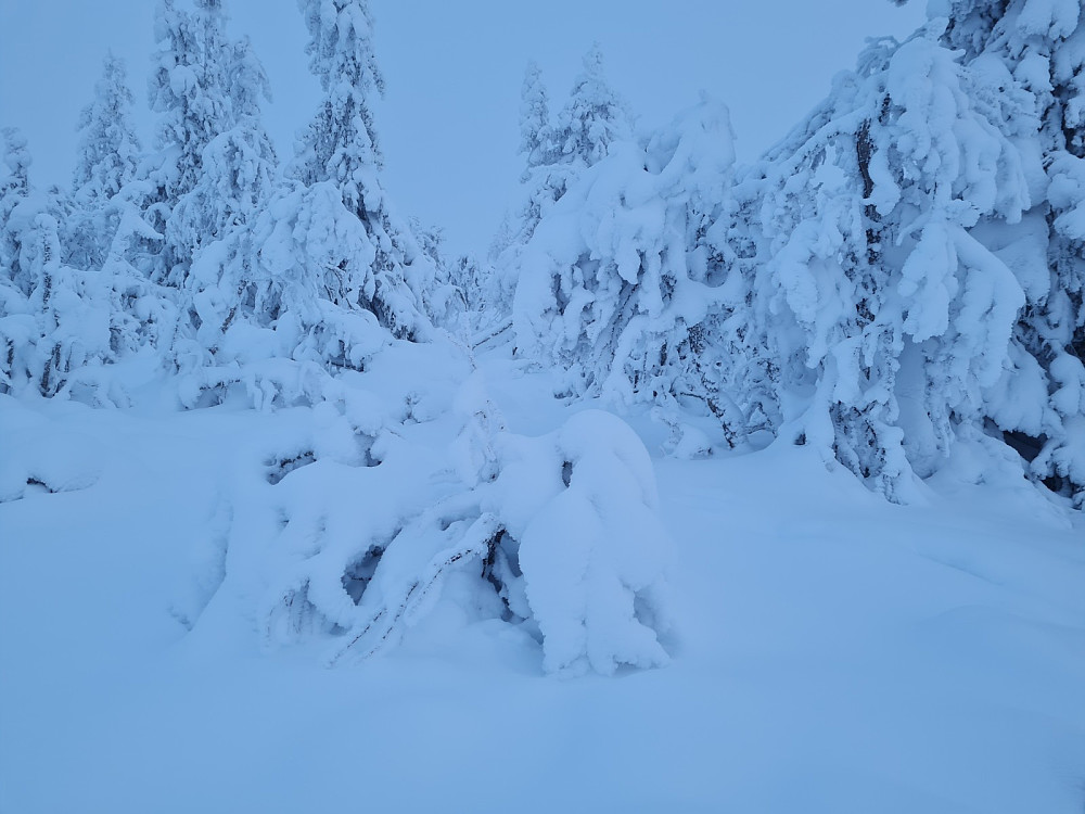 Ugjennomtrengelig bjørkeskog på Værskeitoppen