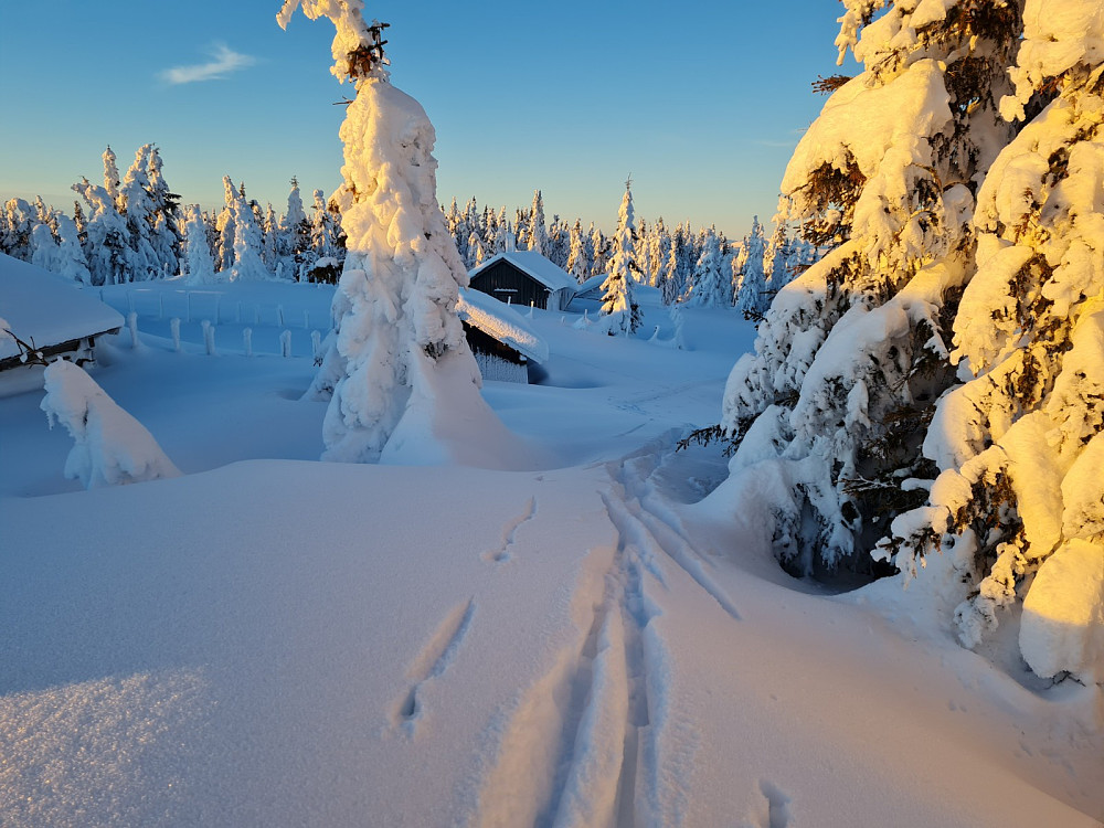 Rindåsen