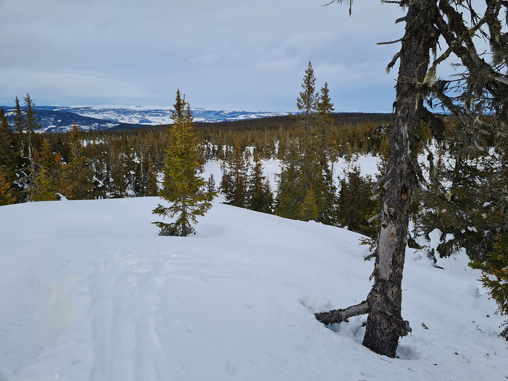 Rindåsen trigpunkt