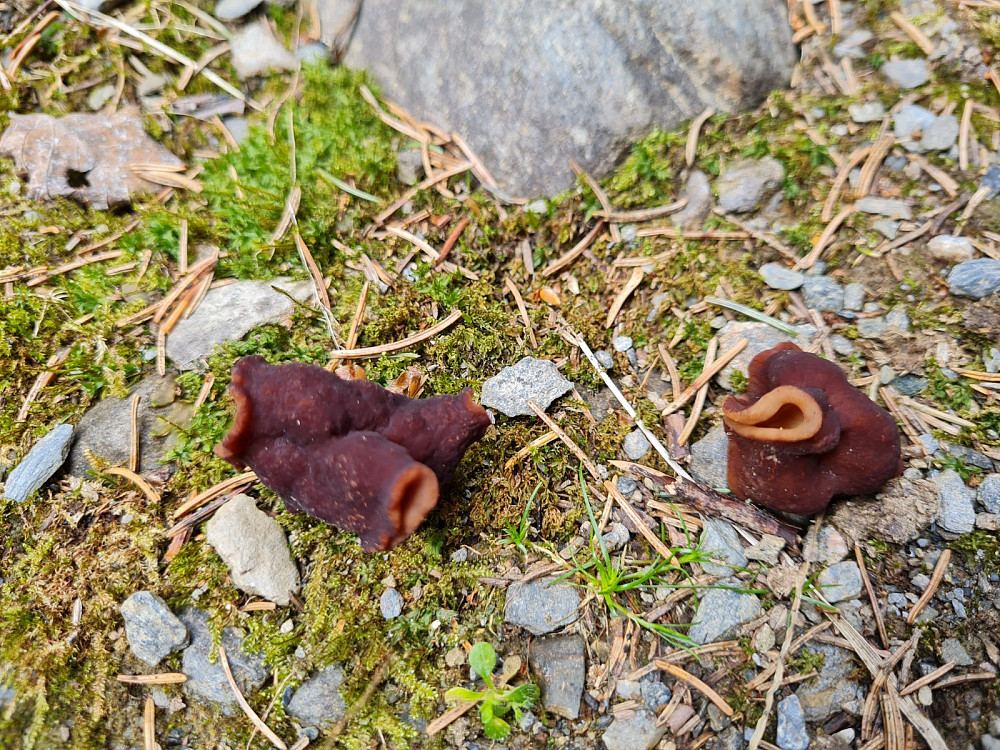 Sandmorkel, Gyromitra esculenta, midt i traktorvegen