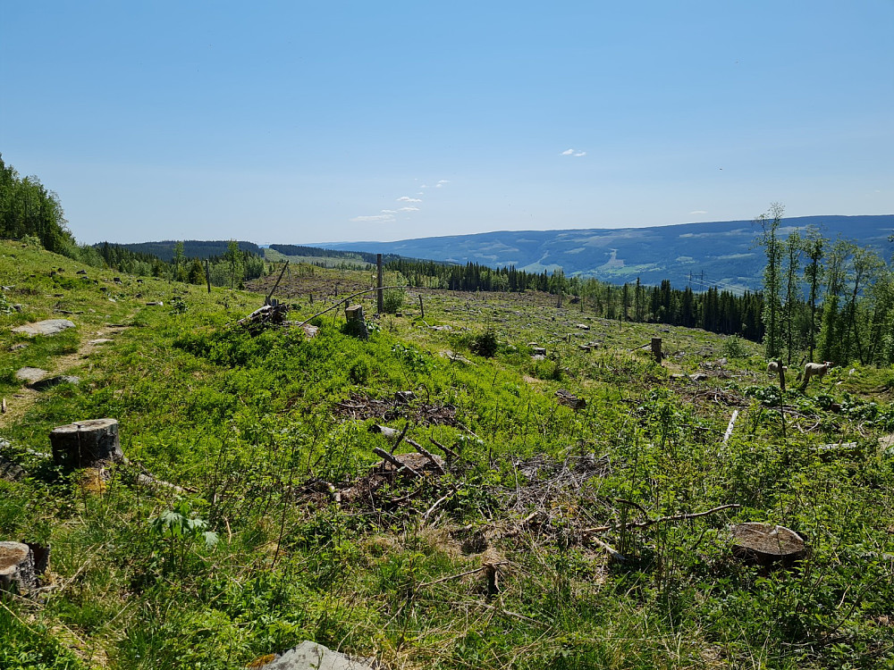 Store snaufelt ved Landskampen