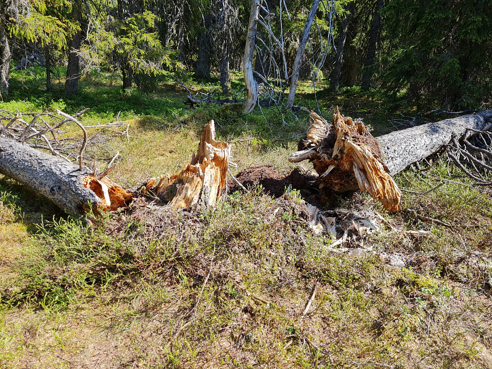Storseterhøgda