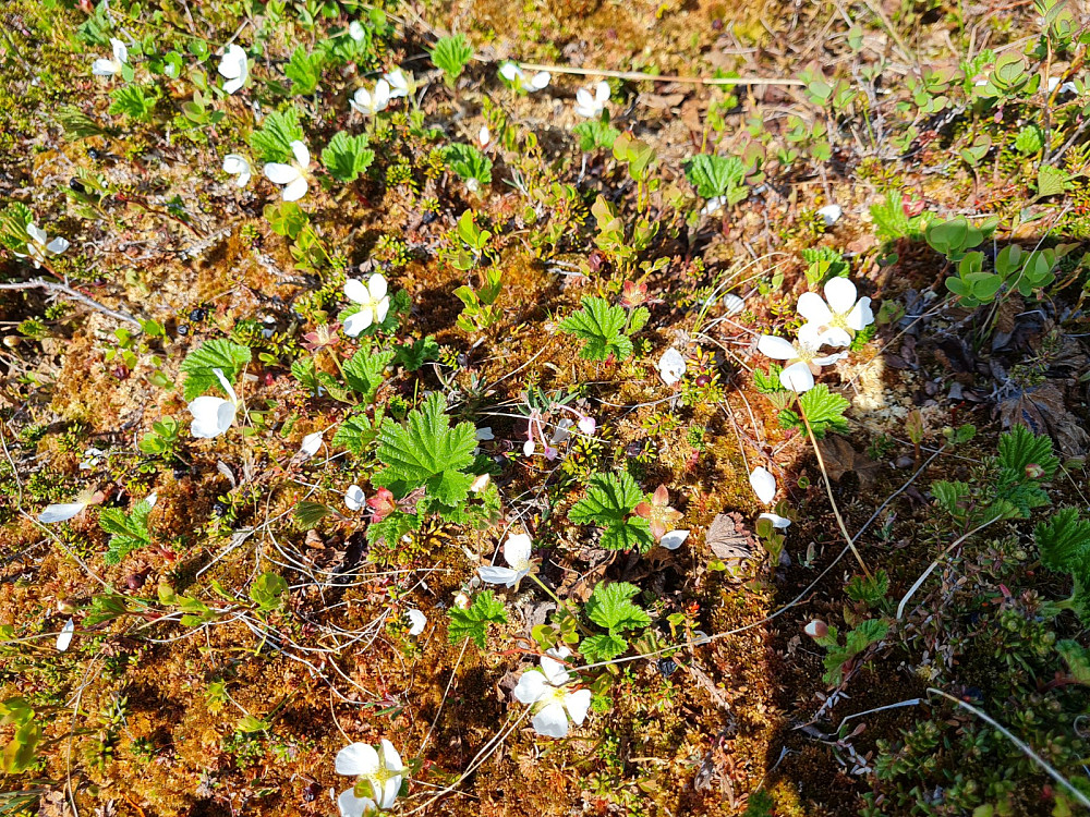 Molte i blomst