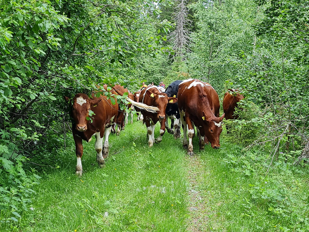 Fine kviger i snart gjengrodd Sveabergvei