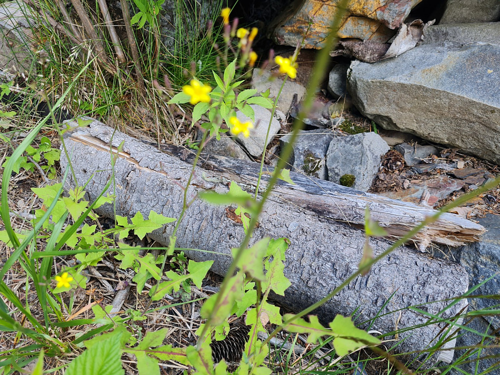 Dårlig bilde av skogsalat