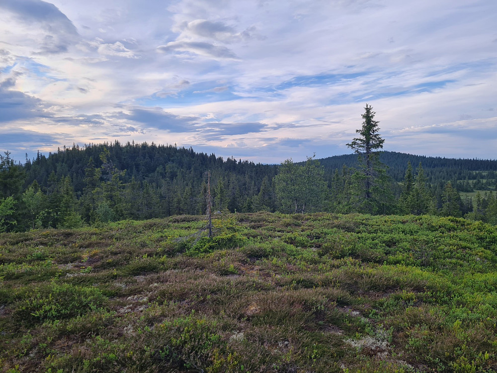 Østre Veslehaugen, mot Storhaugen og Grøtåshaugen