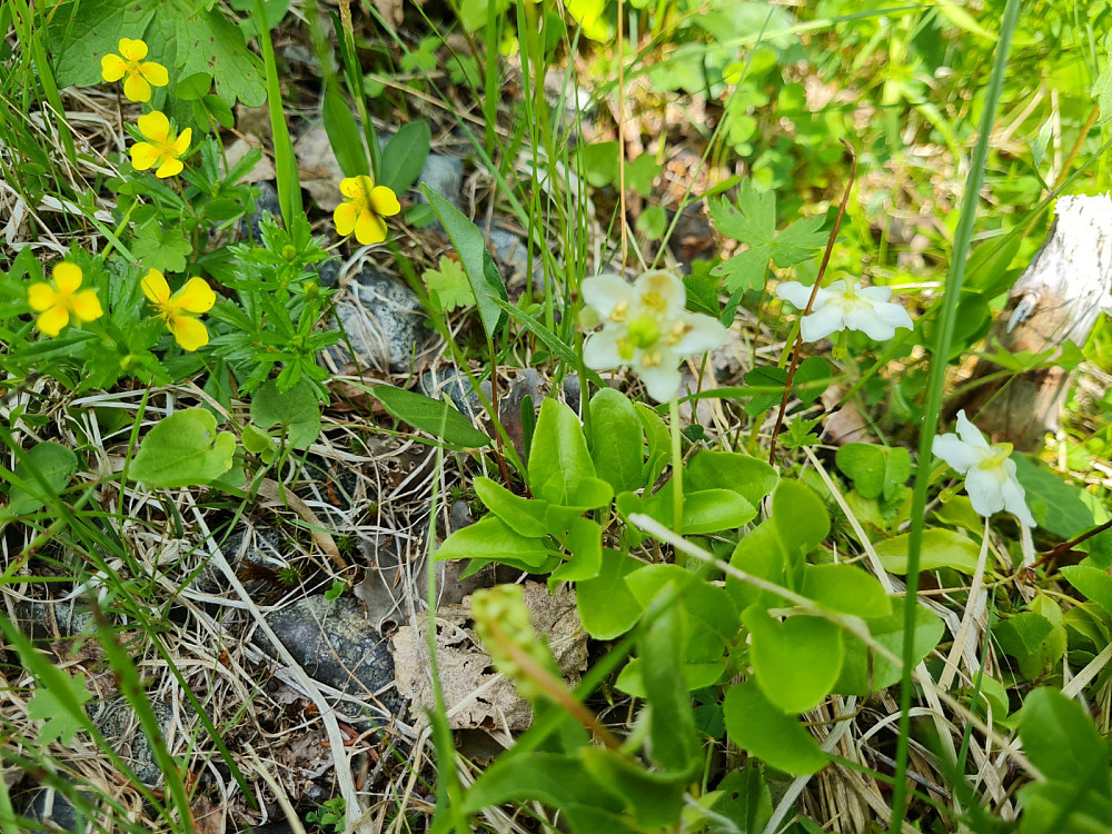 Tepperot og Olavstake