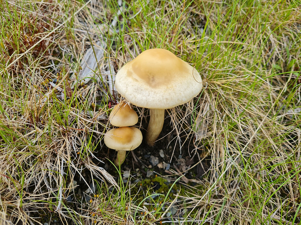Våråkersopp på Liomseter