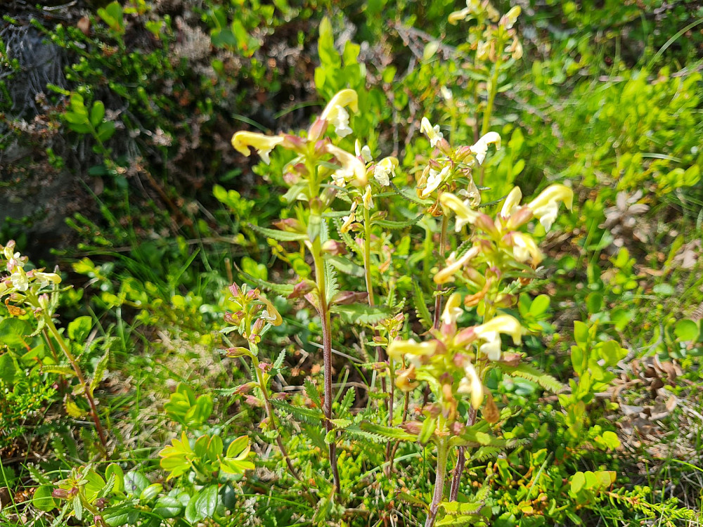 Bleikmyrklegg, Pedicularis lapponica