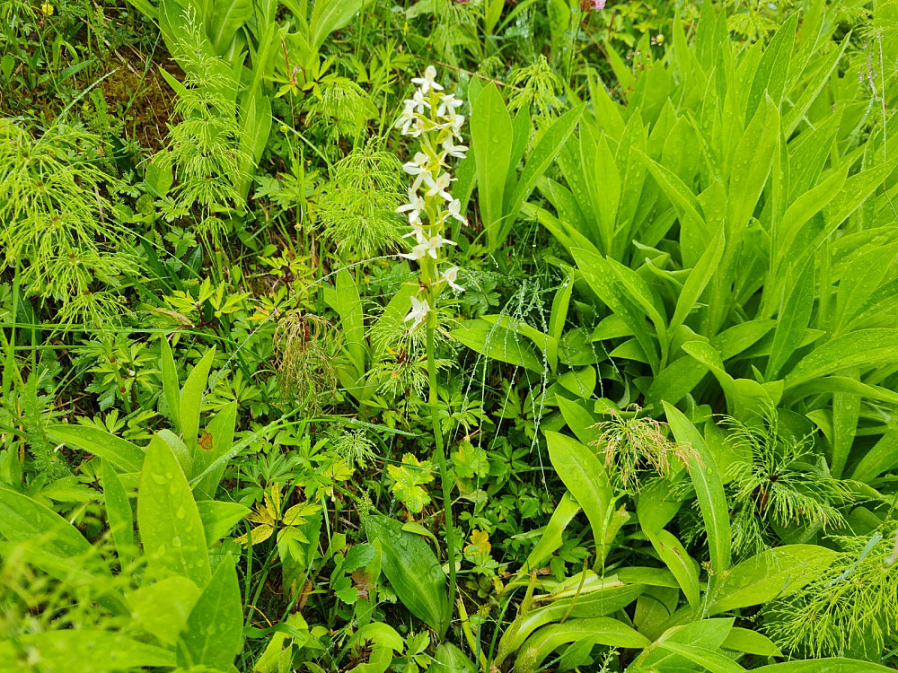 Nattfiol, Platanthera bifolia, på Nygaard