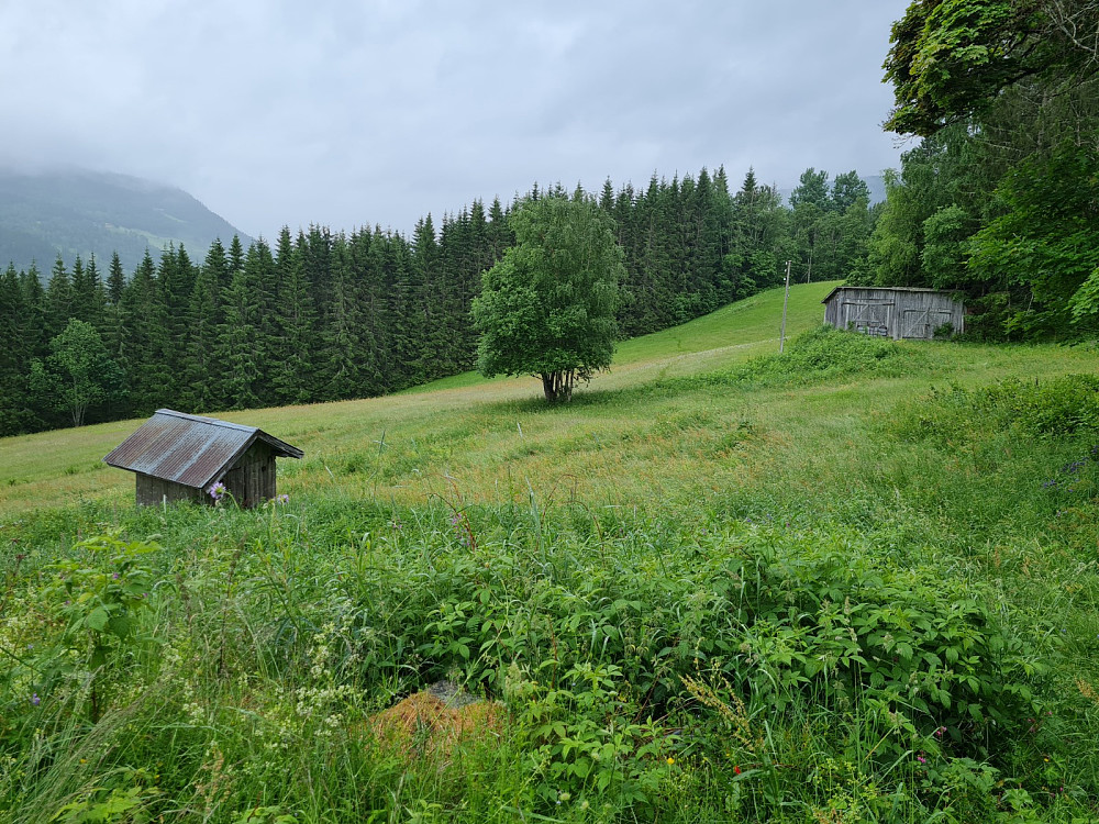 Hammershaug, gjengrodd gårdsvei